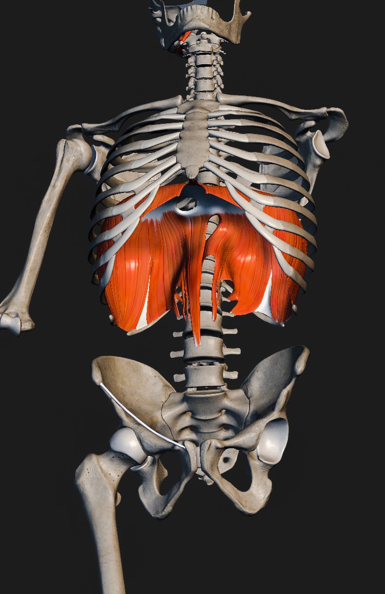 Anatomie des Zwerchfells, einzeln