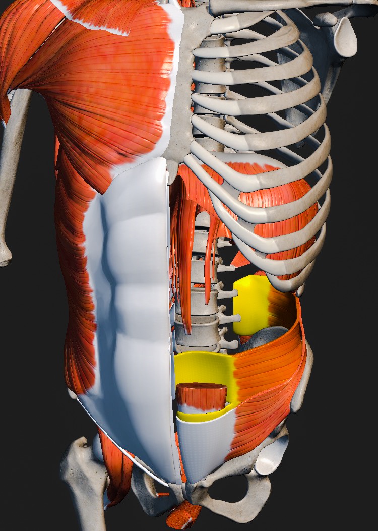 Anatomie der ringförmigen Bauchmuskulatur