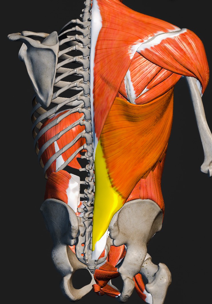 Anatomie der seitlichen Rückenmuskulatur